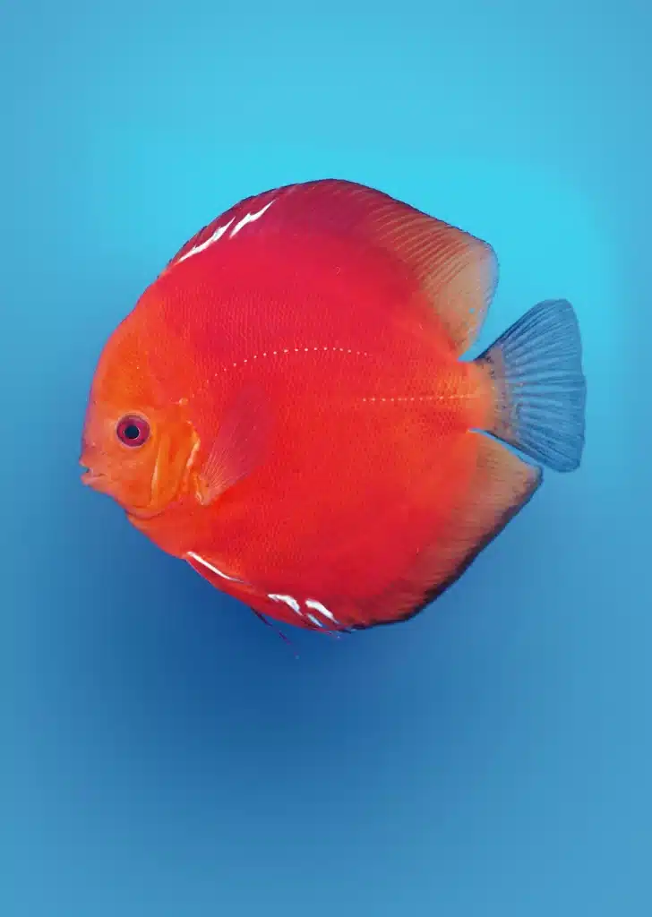 discus sollid fire red