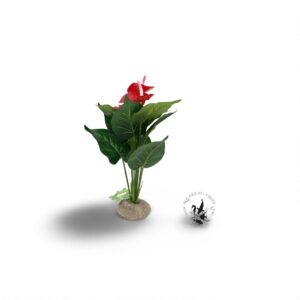 Terra Della Plant Anthurium